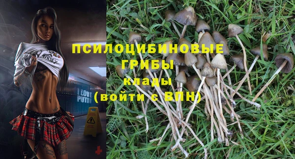 стаф Аркадак